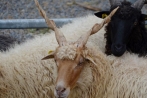 bauernmarktlindlar24-08-2013001