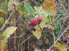 Brombeeren im Herbst