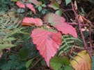 Herbstblatt Brombeere