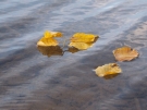 Herbstblatt auf Wasser