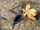 Herbstblatt im Wasser