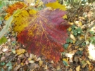 Herbstblatt