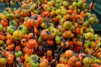 obstwiesenfest06-10-2013005