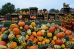 obstwiesenfest06-10-2013006