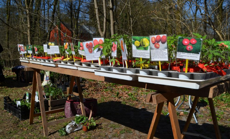 pflanzentauschboerse20-04-2013007