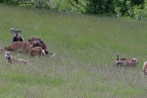 hambach-sophienhoehe28-06-2013010