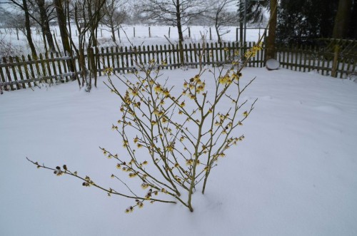 Zaubernuss im Schnee