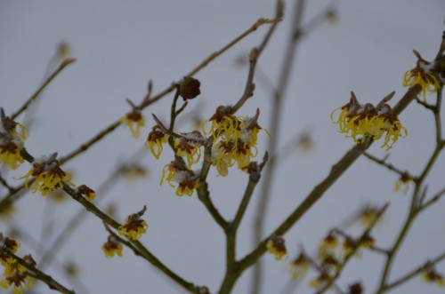 Blüte der Zaubernuss