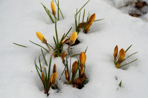 Krokusse im Schnee