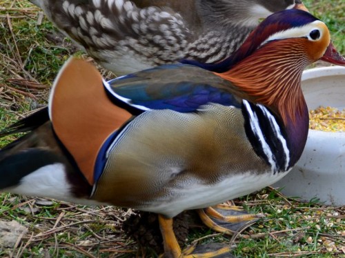 Mandarin Ente