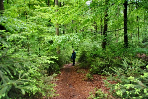 Schmale Wege durch den Wald kennzeichnen den Pfad