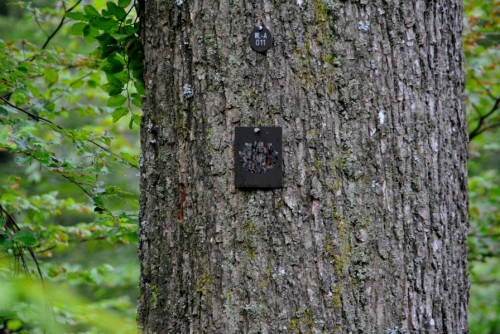 Markierter Baum im Ruhe Forst