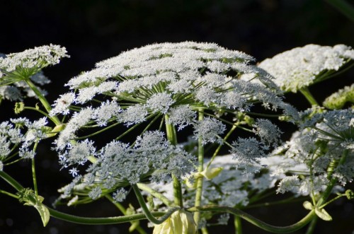 Blüten bis zu 50cm Durchmesser