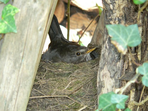 Brütende Amsel