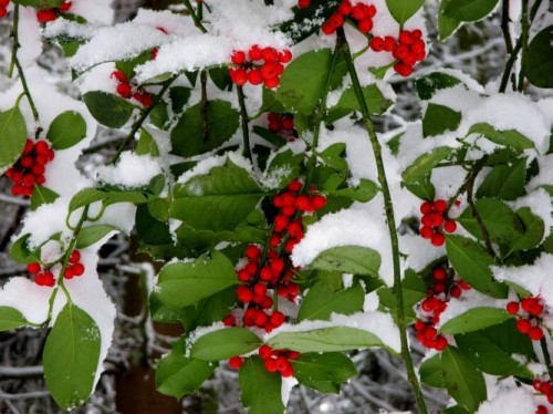 Ilex im Schnee