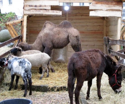 Lebendige Streichelkrippe mit Kamel