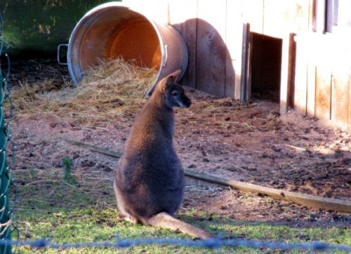 Bennett Känguru beim Restaurant Outback