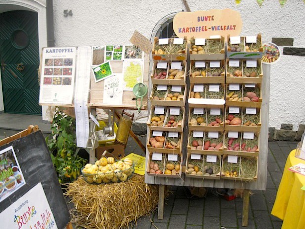 Bunte Kartoffel-Vielfalt aus den Gärten der Region zeigt die Bergische Gartenarche beim Erpelsfest in Nümbrecht - Quelle: Sigrid Fröhling