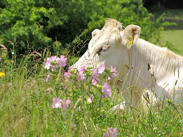 Titelfoto des Werbeplakats "Bergischer Landschaftstag 2014" (Foto: Biologische Station Oberberg) 