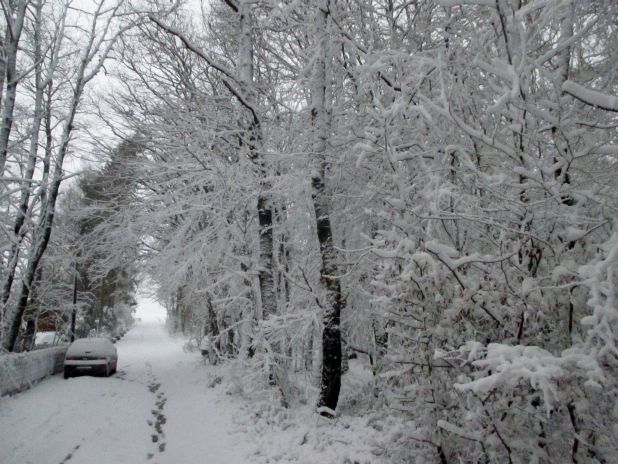 Winterschneewald