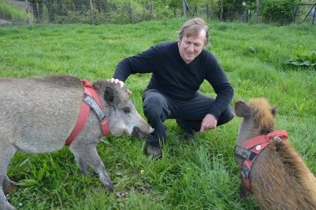 Die beiden Wildschweine halten Jochen Wagner auf Trab (Foto: Lothar Selbach)