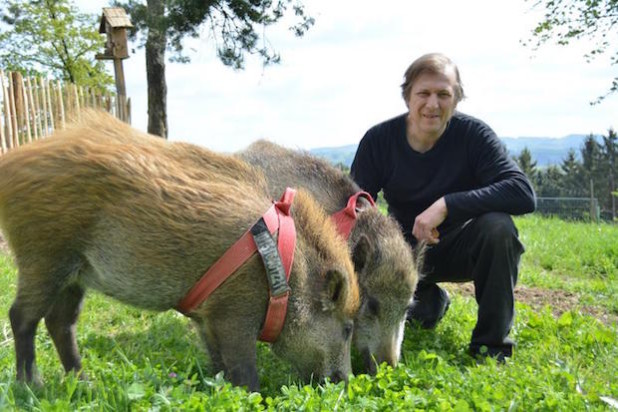 Fressen steht immer auf der Tagesordnung bei Schnurli und Wutzi (Foto: Lothar Selbach)