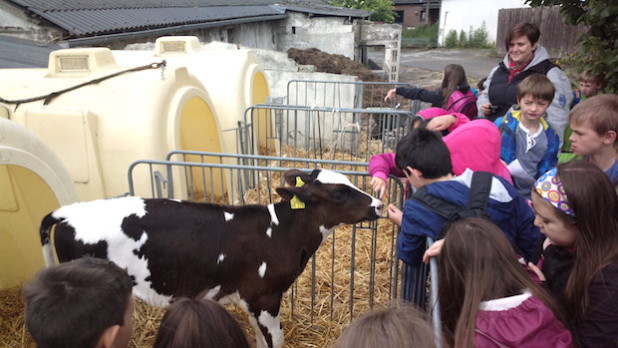 Die Grundschüler gehen auf Tuchfühlung mit kleinen Kälbchen (Foto: LV Milch)