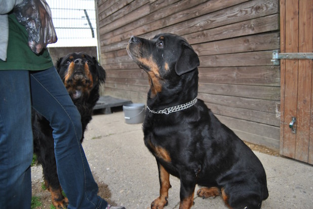 Rottweiler Hündin China Foto: Alexandra Rüsche