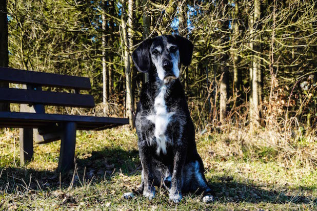 Quelle: Tierschutzverein Wipperfürth/Wipperfürther Pfotenfreunde