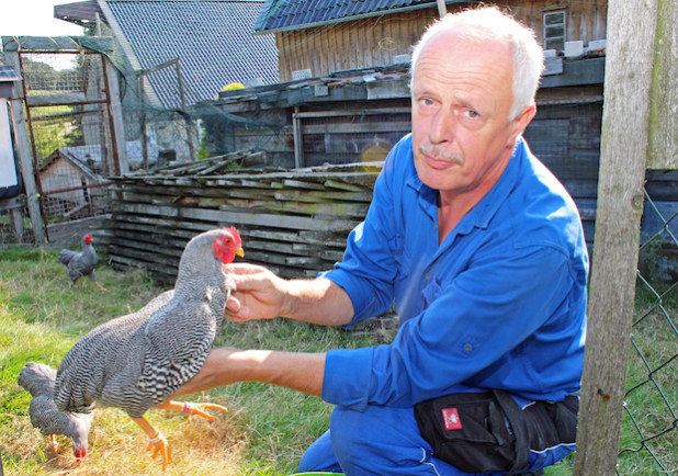 Siegfried Höhfeld ist Mitglied im Kreisverband Oberberg des Landesverbandes Rheinischer Rassegeflügelzüchter. Er züchtet unter anderem Plymouth Rock Hühner (Foto: OBK).