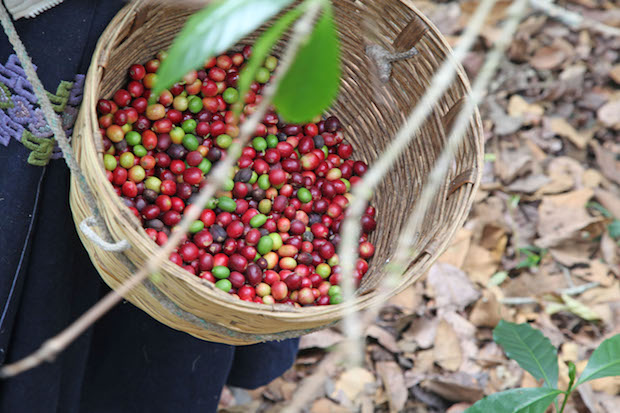 Die Früchte der Kaffeesorte Arabica reifen langsam und enthalten wenig Feuchtigkeit. Foto: djd/Herbaria Kräuterparadies