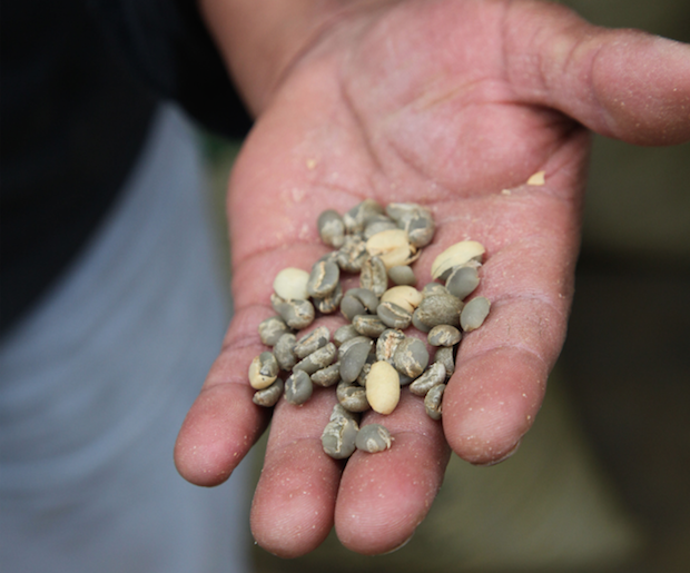 Die gereinigten Kaffeekirschen werden in Deutschland schonend weiter verabreitet. Foto: djd/Herbaria Kräuterparadies