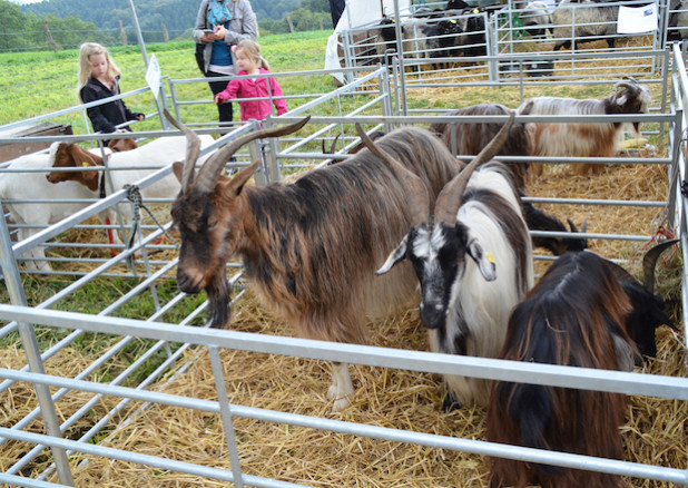 Auch Ziegen wurden bei der Kreistierschau vorgestellt (Foto: OBK).