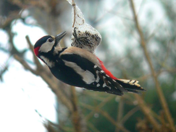 Der Buntspecht am Futterballen - Foto: Christoph Buchen