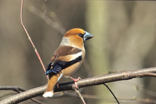 Der Kernbeißer ist ein recht scheuer Waldbewohner. Aber bei der Stunde der Wintervögel 2015 wurden 149 in den Gärten des Oberbergischen gezählt (Foto: Klaus Mühlmann).