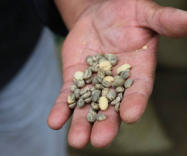 Die gereinigten Kaffeekirschen aus dem mexikanischen Hochland werden in Deutschland schonend weiterverarbeitet. Foto: djd/Herbaria Kräuterparadies 