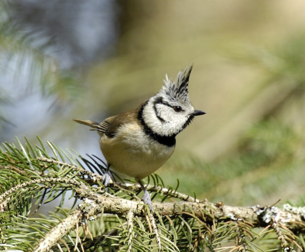 Haubenmeisen suchen auch bei milder Witterung die Winterfütterungen in den Dörfern auf - Foto: Tom Dove, Quelle: NABU-Oberberg.