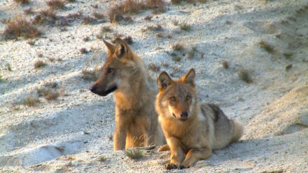 Wolfswelpen in der Lausitz (Foto: Sebastian Körner)