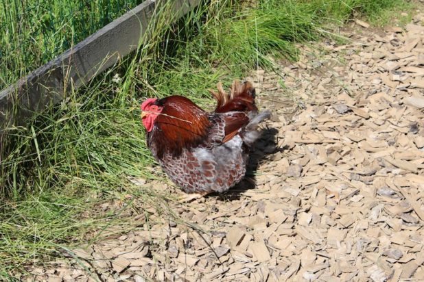 Oberbergische Höfe sind vom Fipronil Skandal nicht betroffen Oberbergische Höfe sind vom Fipronil Skandal nicht betroffen