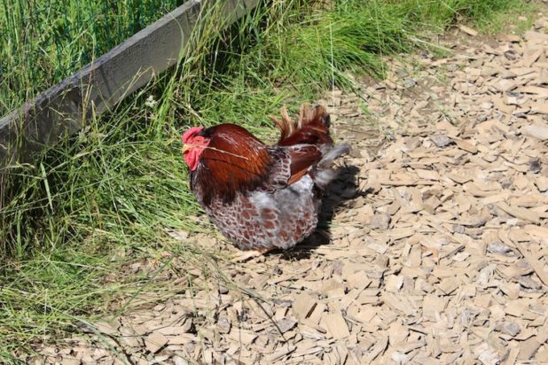 Oberbergische Höfe sind vom Fipronil Skandal nicht betroffen 