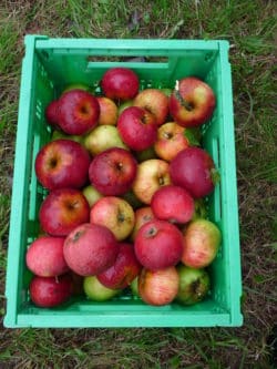 Traditionelle Obstbäume sind Thema, vom Naturpark Bergisches Land, auf dem Krammarkt in Waldbröl