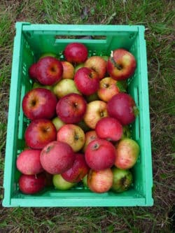 Traditionelle Obstbäume sind Thema, vom Naturpark Bergisches Land, auf dem Krammarkt in Waldbröl 