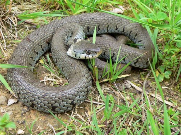 Schlangen wie die Ringelnatter suchen zur Eiablage gerne Komposthaufen auf. 