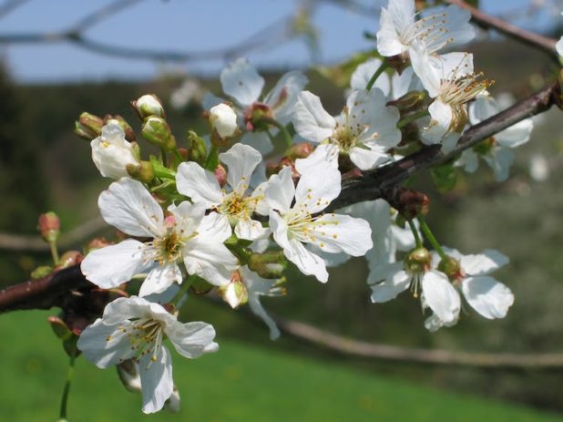 Mit der Aktion "Frühling vor den Fenster" soll ein bisschen Farbe in den Corona-Alltag kommen.