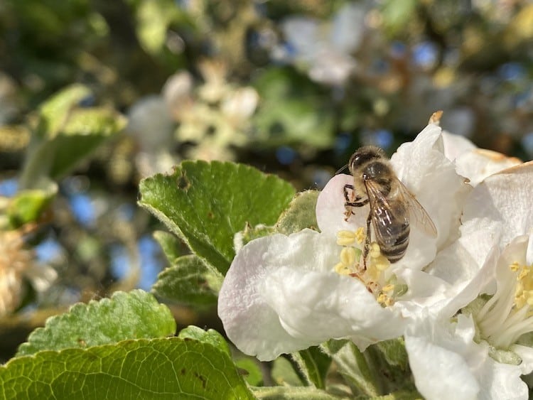 2021-01-13-Bienenvoelker