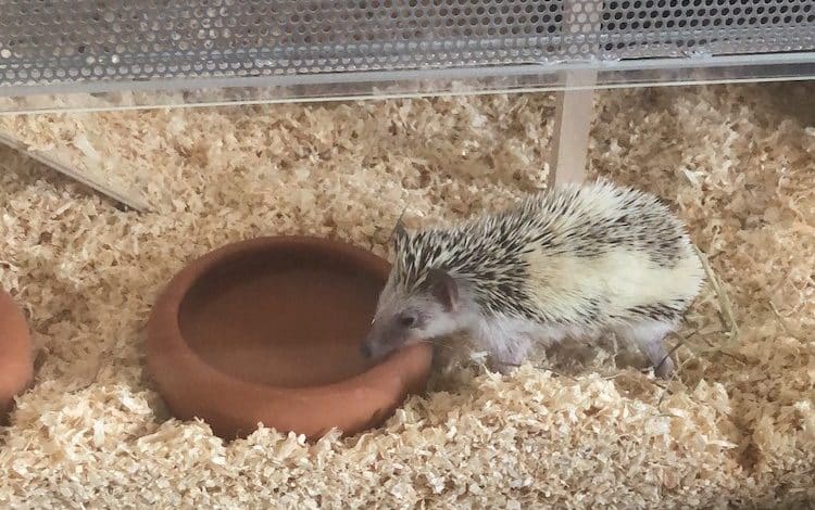 2021-04-12-Igel