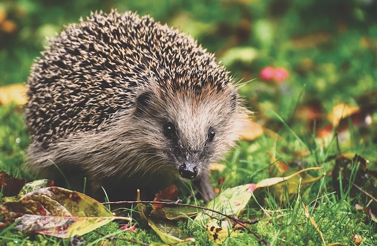 2021-09-15-Igel