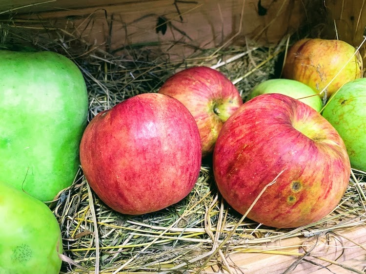 2021-09-28-Obstbaum