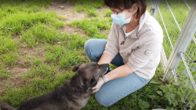 Tierheim Wipperfürth - Video vom Tag des Hundes 2021