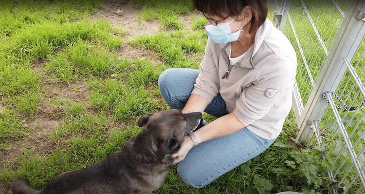 Tierheim Wipperfürth - Video vom Tag des Hundes 2021